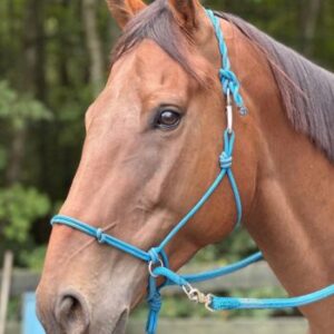 Bitless Training Halter KYAR product photo