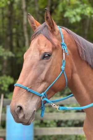Bitless Training Halter KYAR product photo