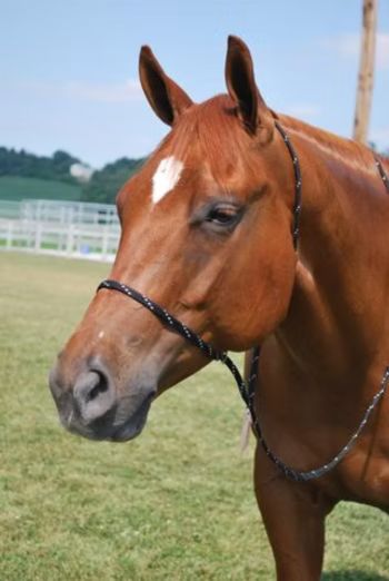 Black Bitless Bridle KYAR