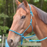 A beautiful red horse in a ring with greenery and a fence behind wearing a blue bitless halter by Knot your Average Rope