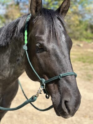 Bitless Training Halter - Image 3
