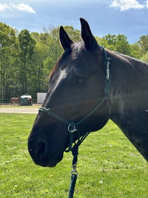 Bitless Training Halter - Image 4