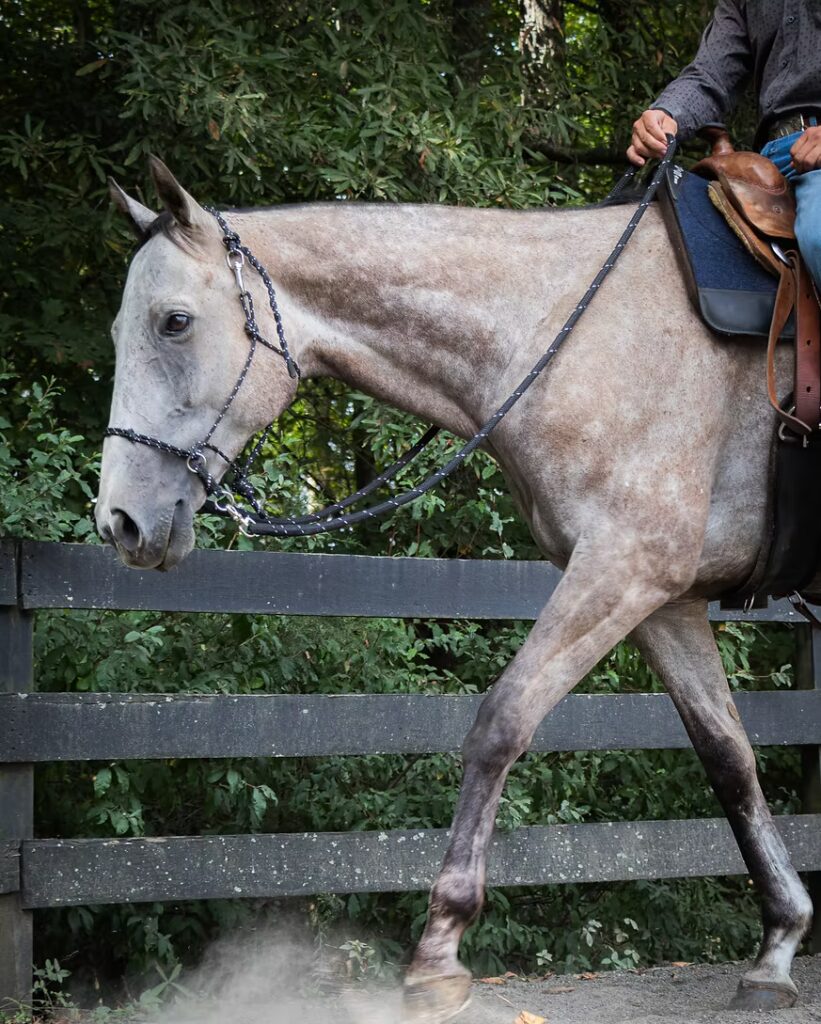 KYAR bitless rope horse tack