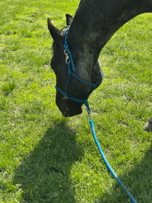Bitless Training Halter - Image 5