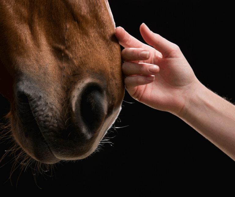 bitless bridle for senstive horses KYAR birltess bridles