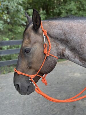 Bitless Training Halter - Image 6